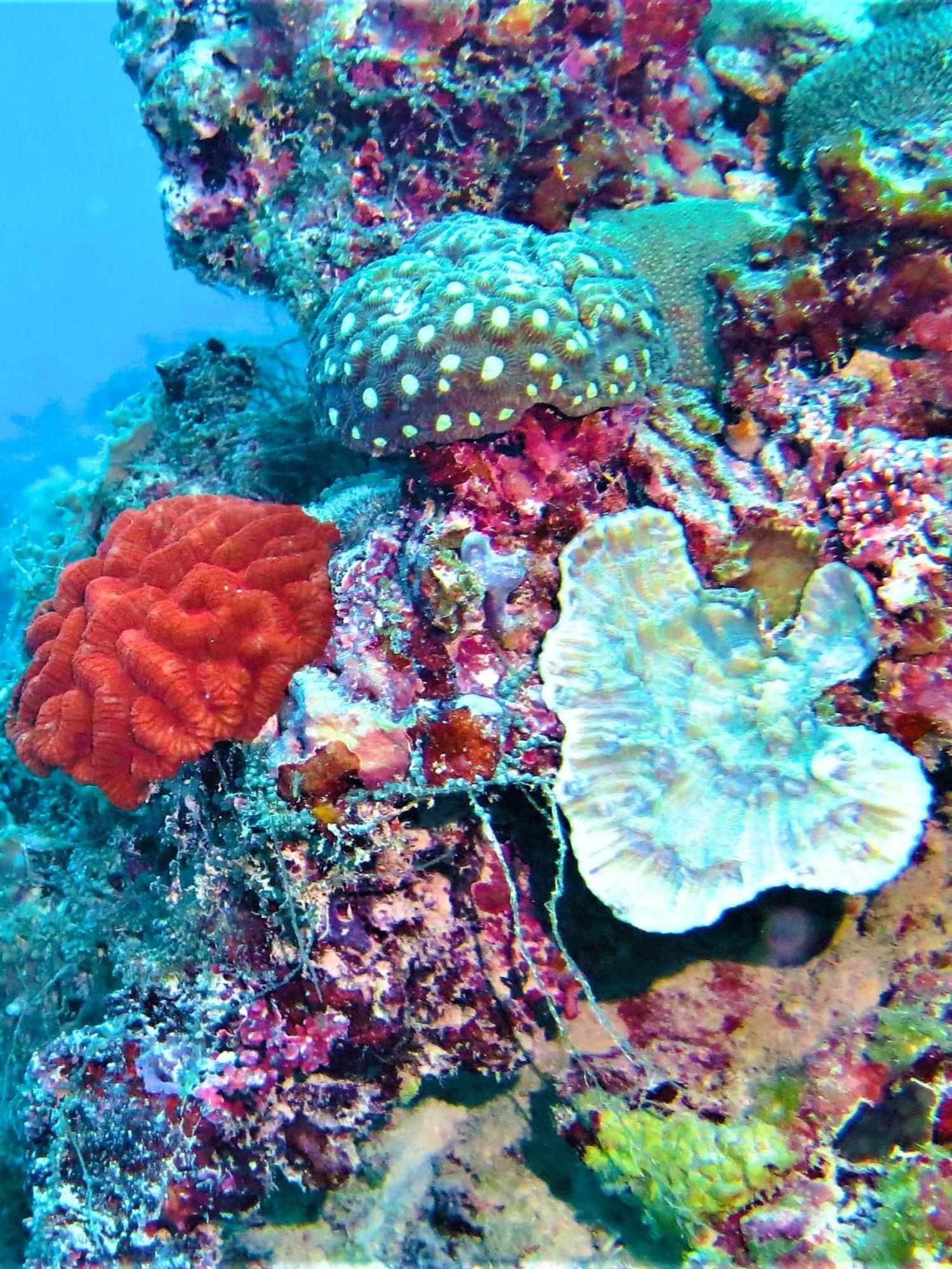 The Fulhadhoo Beach Cottage Buitenkant foto